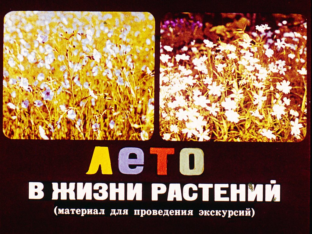 Кадр 1 диафильма «Лето в жизни растений»