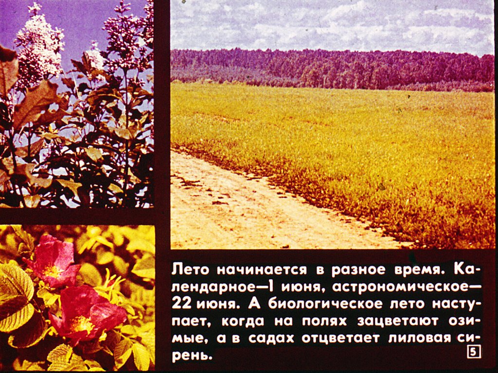 Кадр 5 диафильма «Лето в жизни растений»
