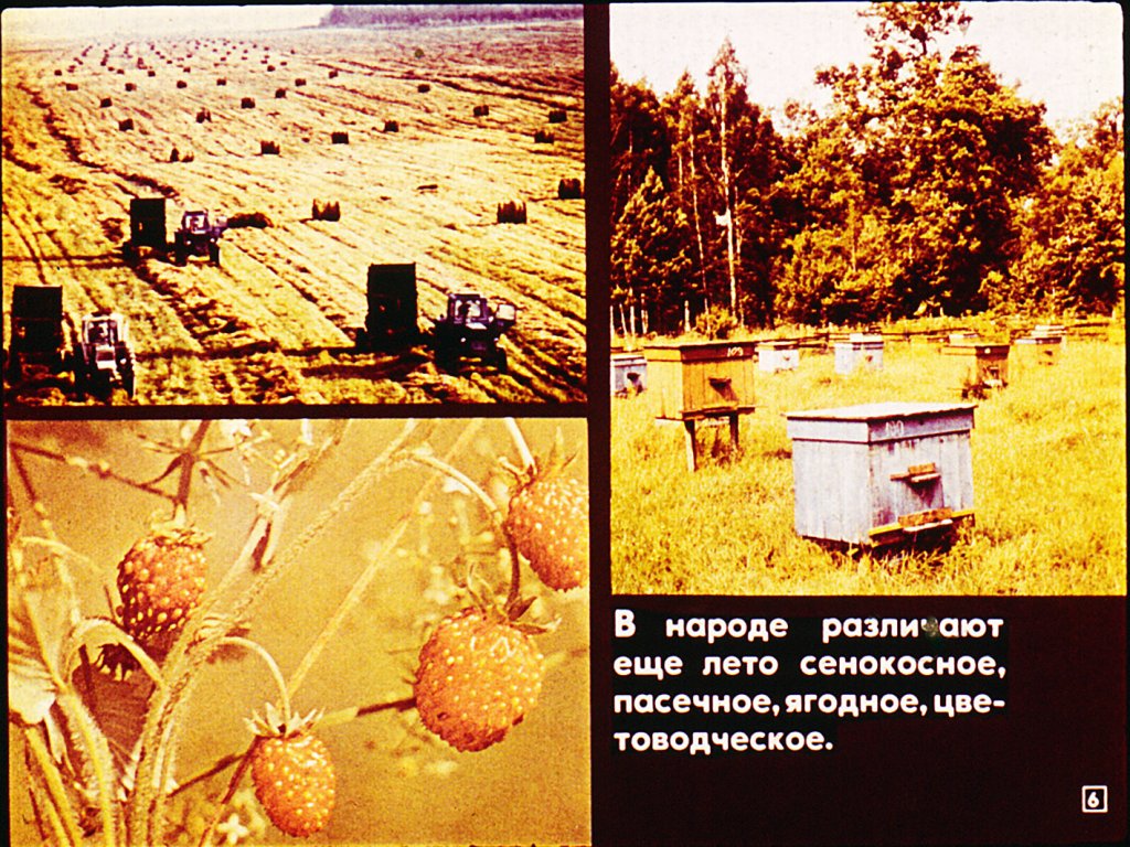 Кадр 6 диафильма «Лето в жизни растений»