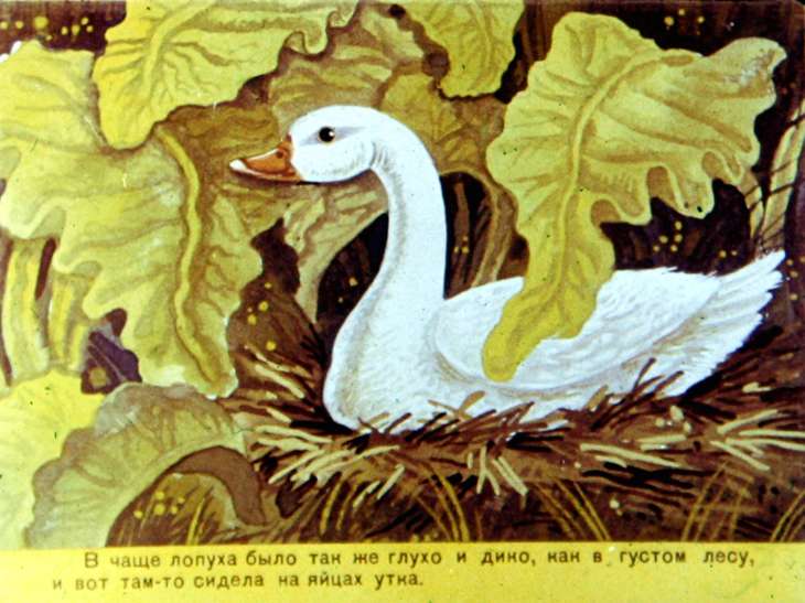 Кадр 4 диафильма «Гадкий утенок»