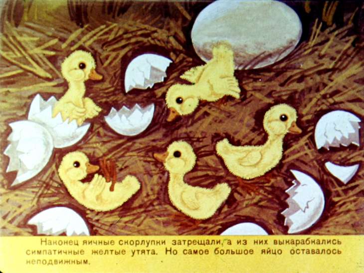 Кадр 5 диафильма «Гадкий утенок»