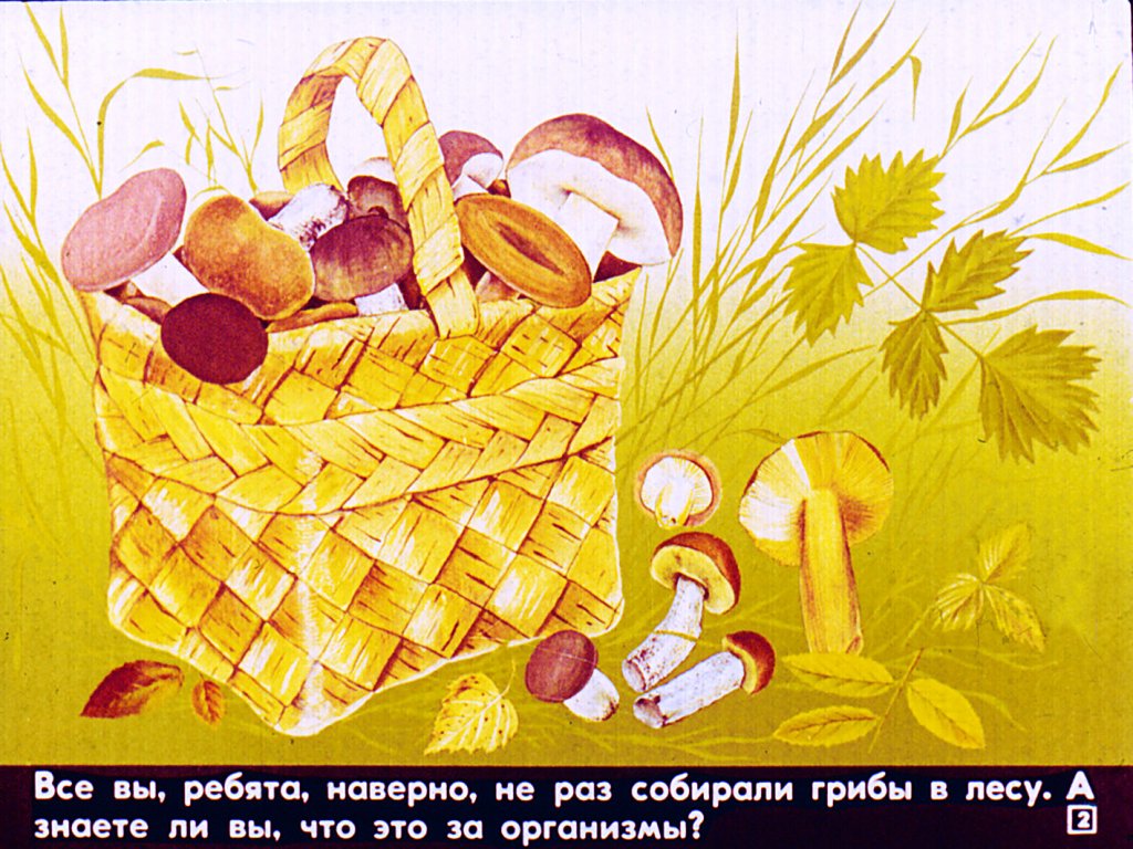 Кадр 2 диафильма «Грибы»