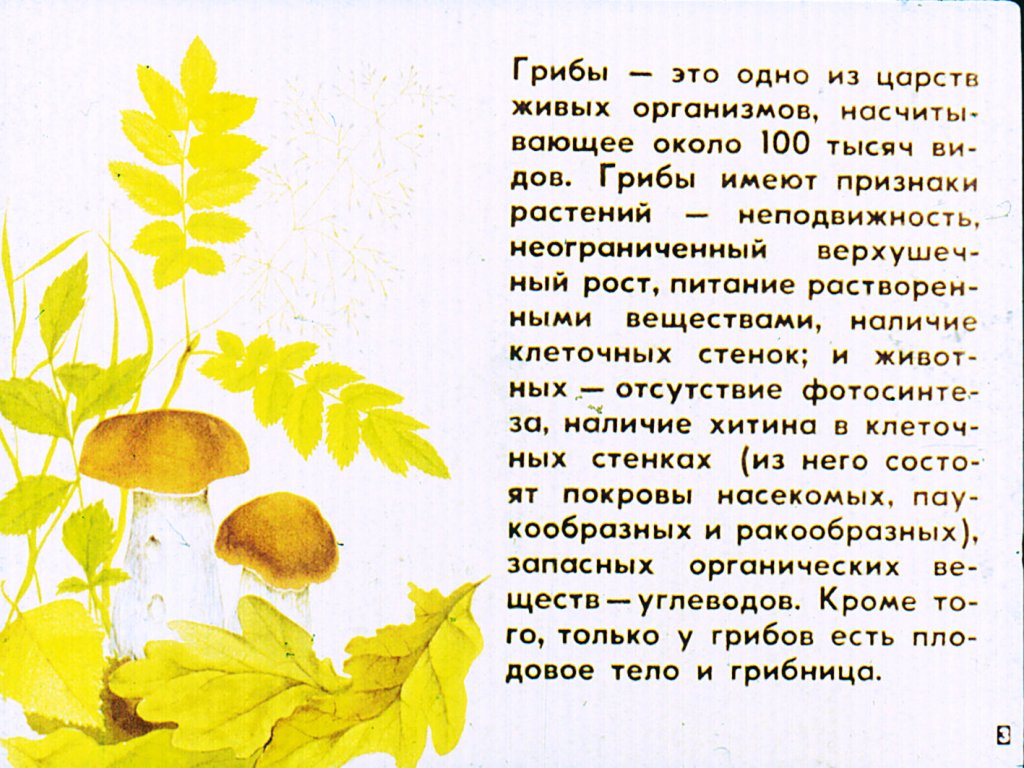 Кадр 3 диафильма «Грибы»