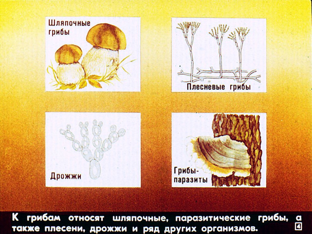Кадр 4 диафильма «Грибы»