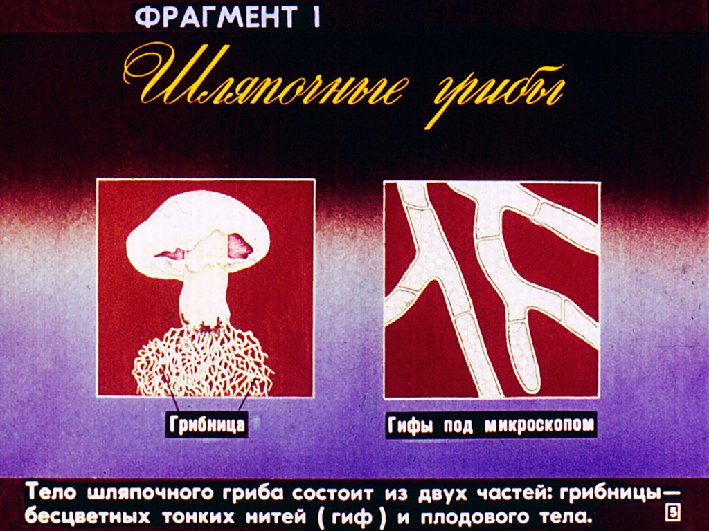Кадр 5 диафильма «Грибы»