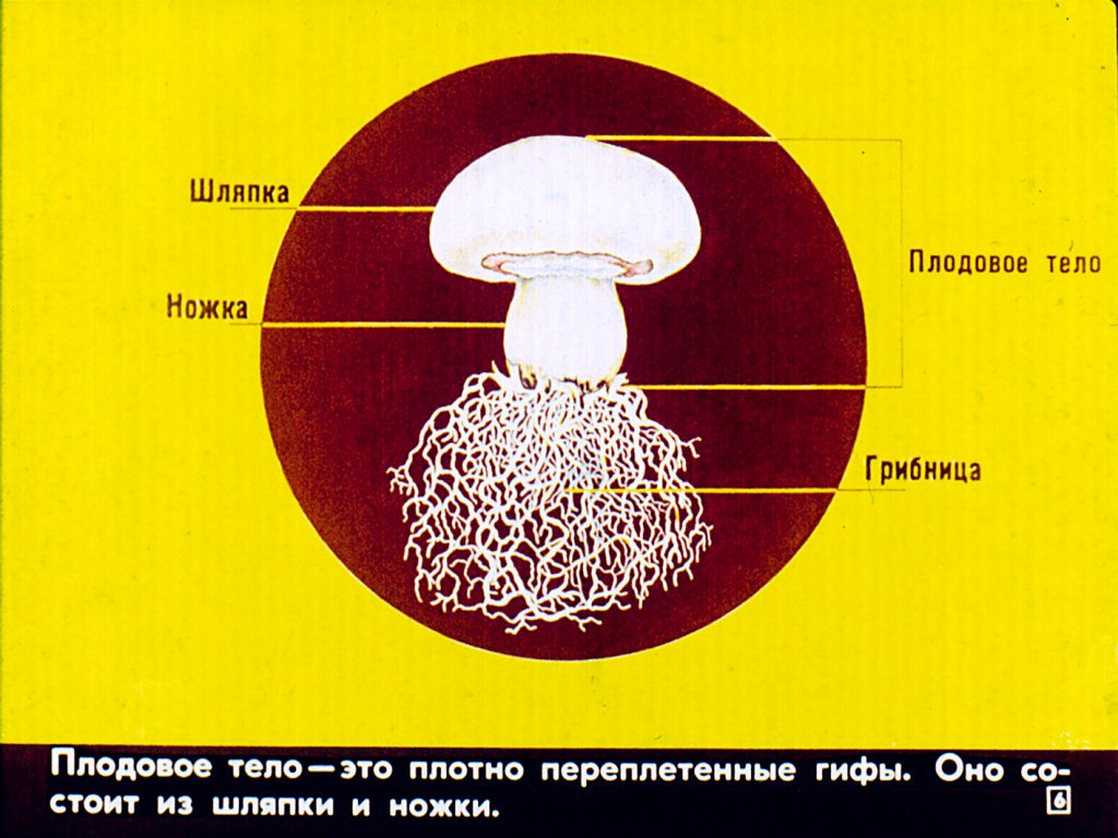 Кадр 6 диафильма «Грибы»
