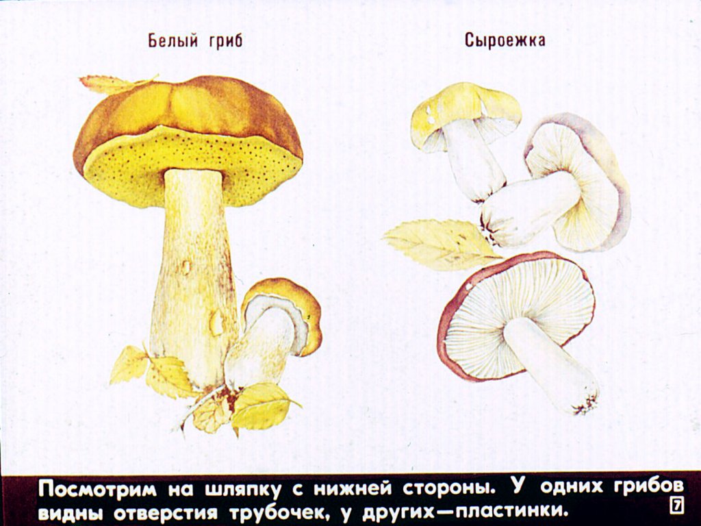 Кадр 7 диафильма «Грибы»