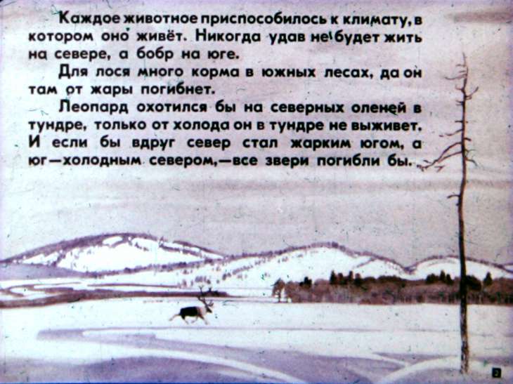 Кадр 2 диафильма «Звери наших лесов»