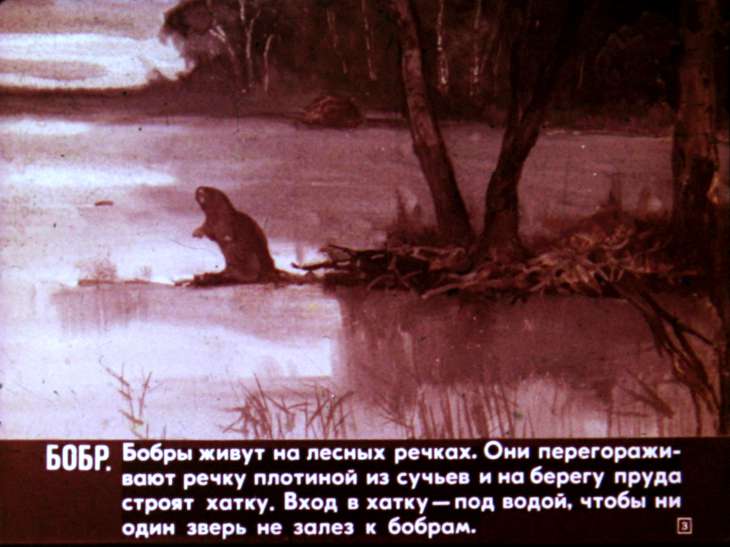 Кадр 3 диафильма «Звери наших лесов»