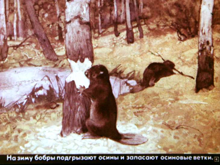 Кадр 4 диафильма «Звери наших лесов»