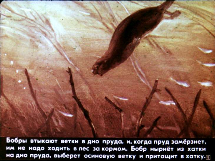 Кадр 5 диафильма «Звери наших лесов»