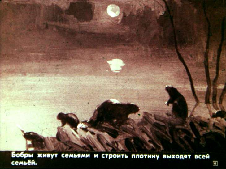 Кадр 6 диафильма «Звери наших лесов»