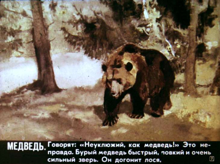 Кадр 7 диафильма «Звери наших лесов»