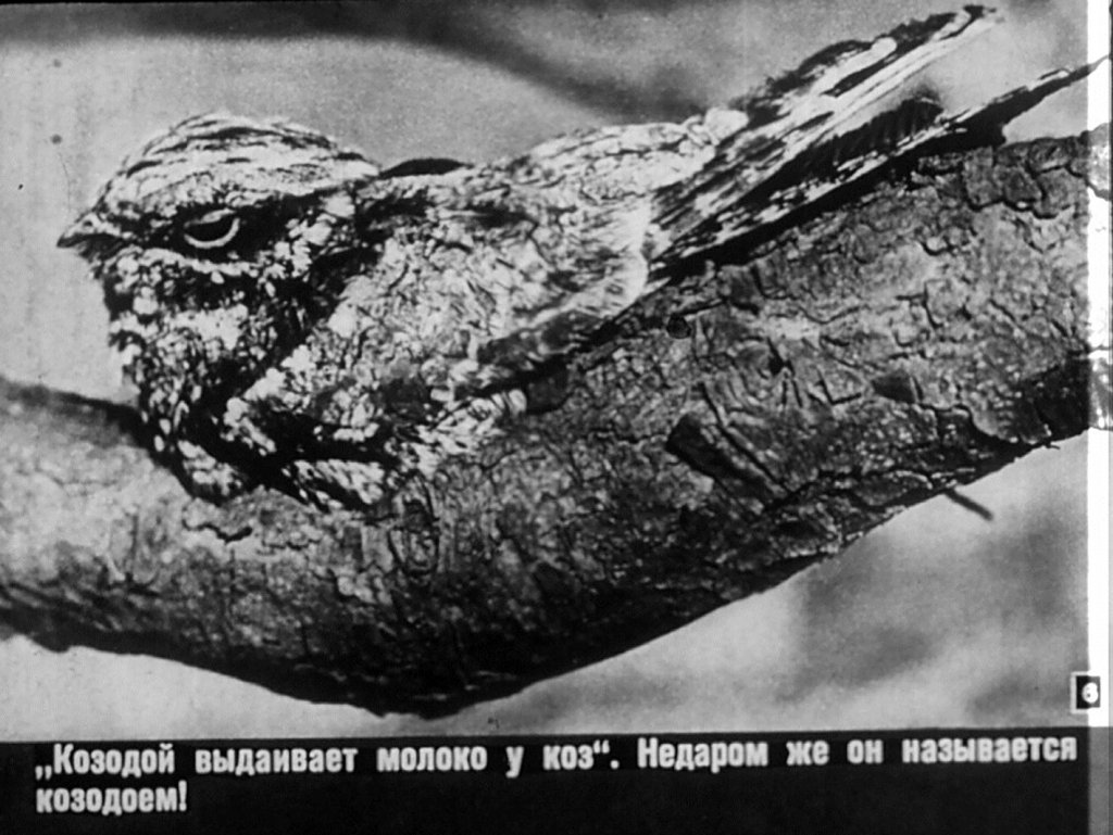 Кадр 6 диафильма «Жертвы суеверий»