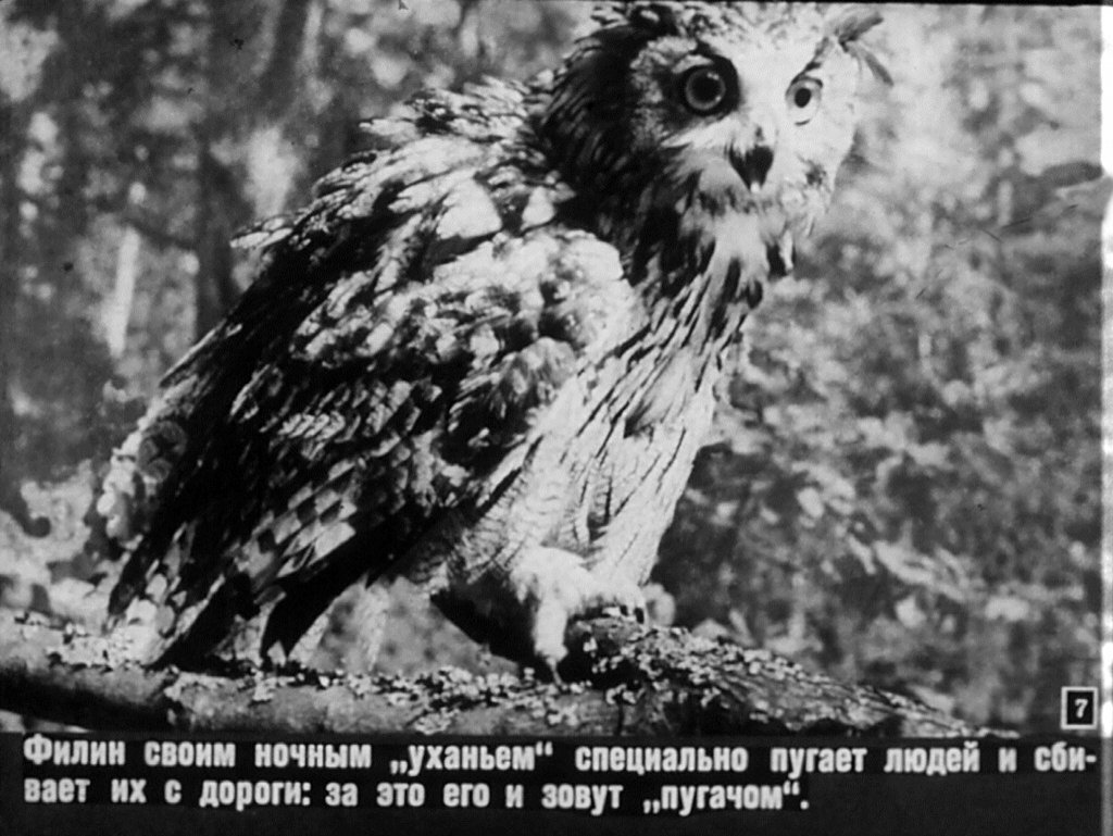 Кадр 7 диафильма «Жертвы суеверий»