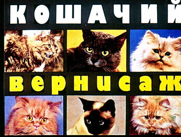Кадр 1 диафильма «Кошачий вернисаж»