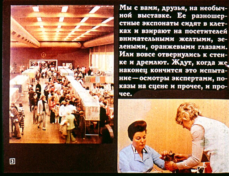 Кадр 3 диафильма «Кошачий вернисаж»