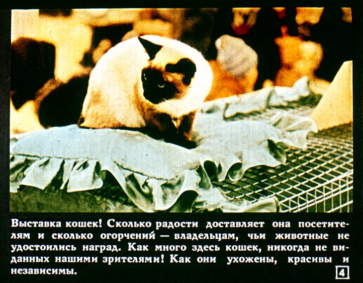 Кадр 4 диафильма «Кошачий вернисаж»
