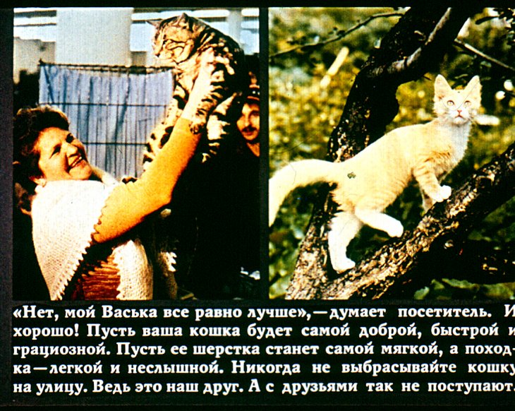 Кадр 5 диафильма «Кошачий вернисаж»