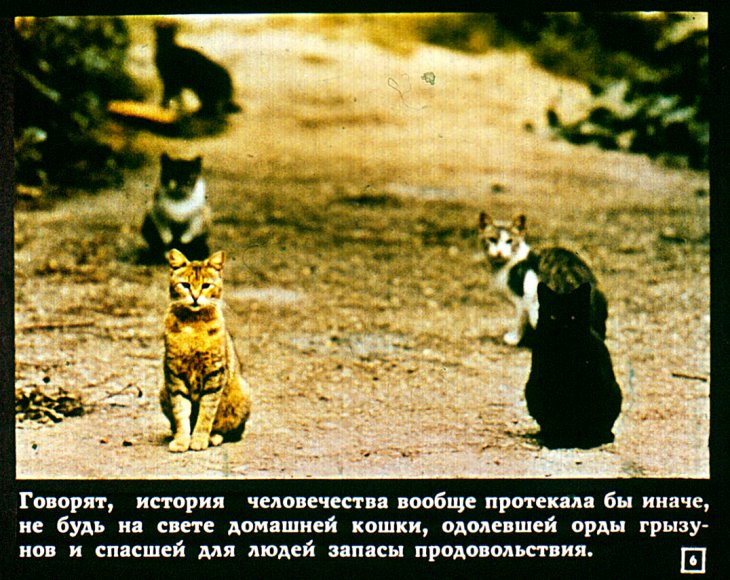 Кадр 6 диафильма «Кошачий вернисаж»