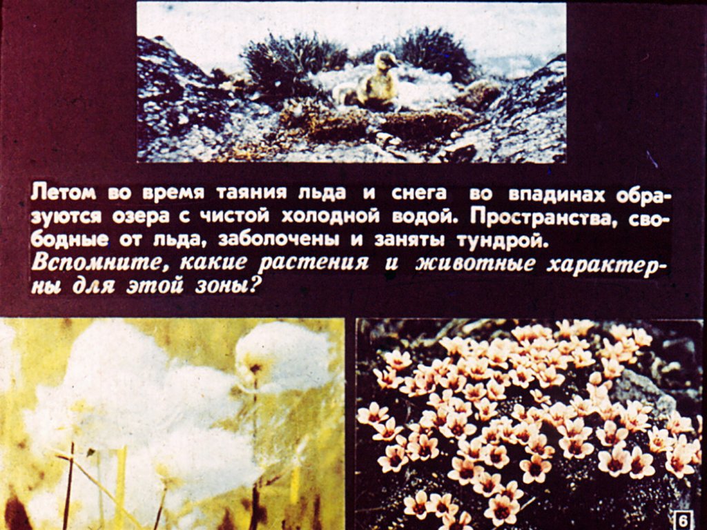 Кадр 6 диафильма «Физико-географические области зарубежной Европы»