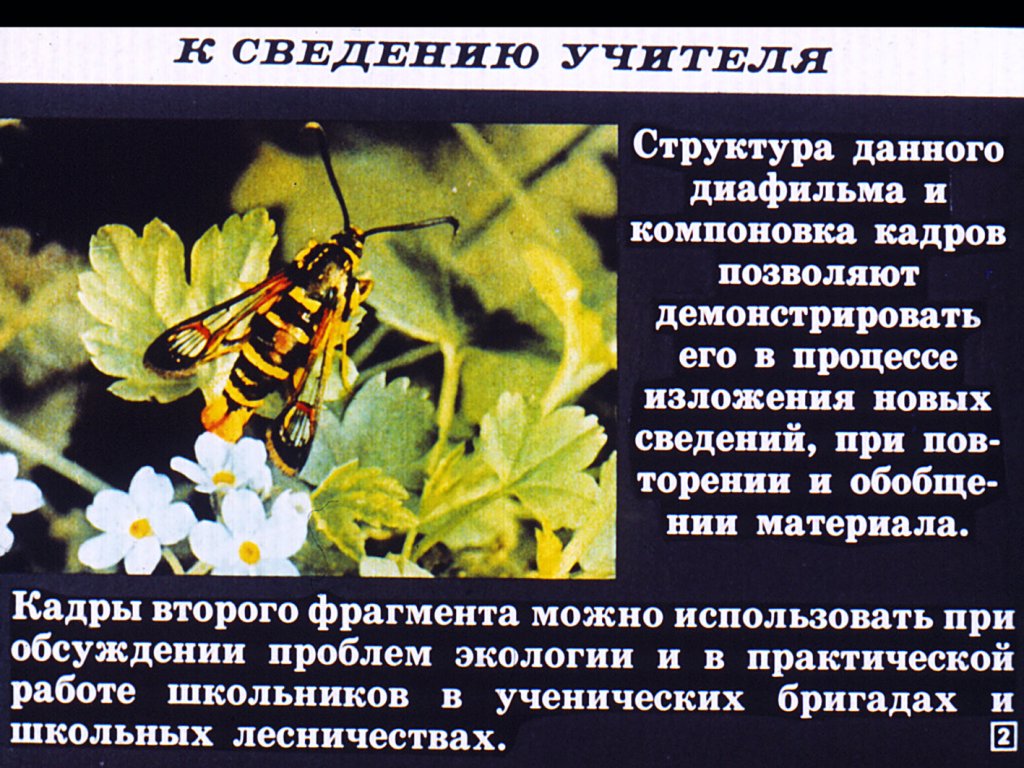 Кадр 2 диафильма «Класс насекомые»