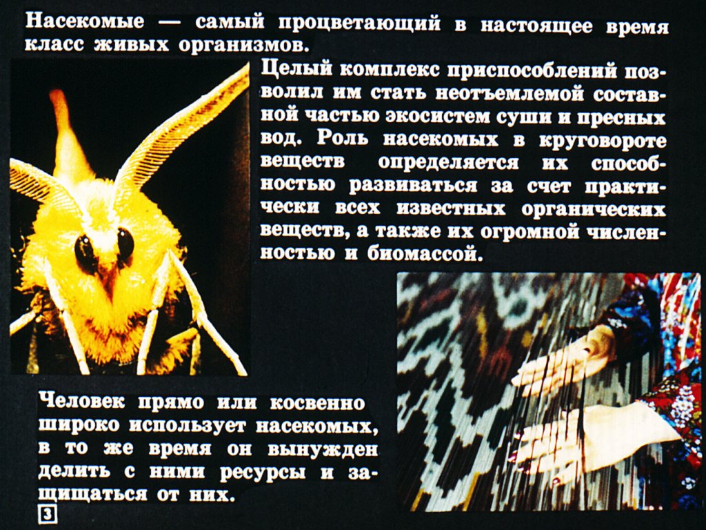 Кадр 3 диафильма «Класс насекомые»