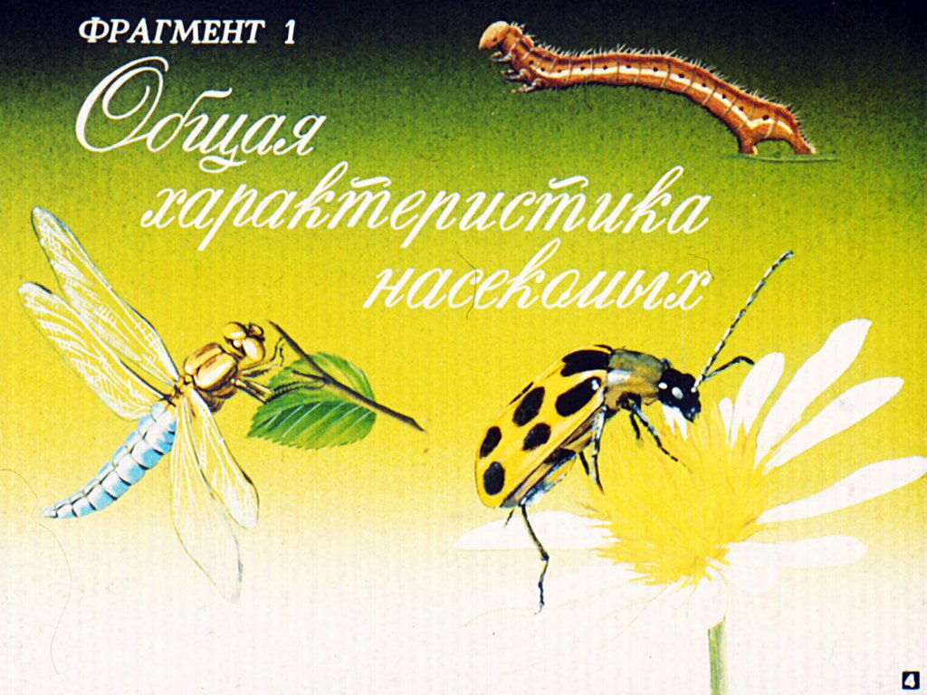 Кадр 4 диафильма «Класс насекомые»