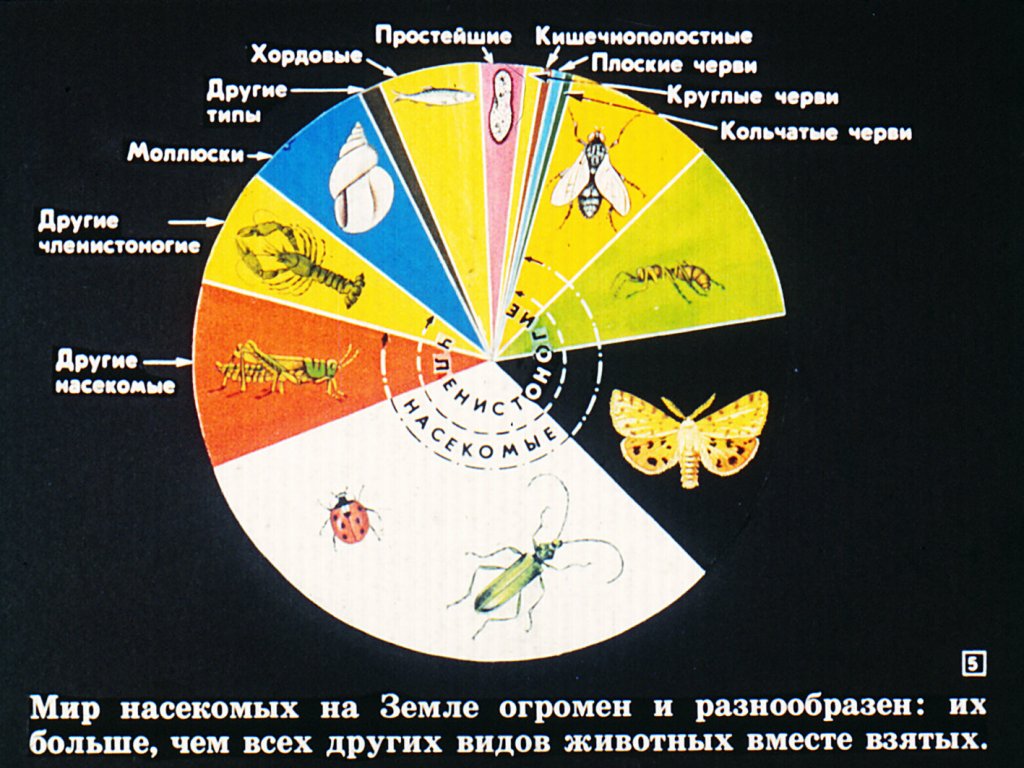 Кадр 5 диафильма «Класс насекомые»