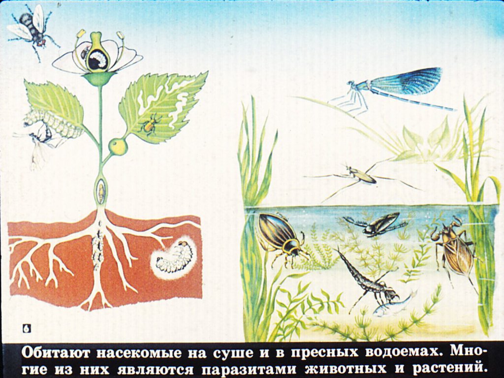 Кадр 6 диафильма «Класс насекомые»