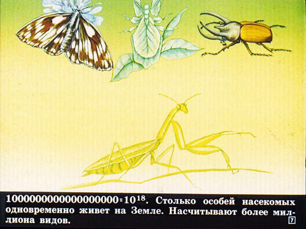 Кадр 7 диафильма «Класс насекомые»