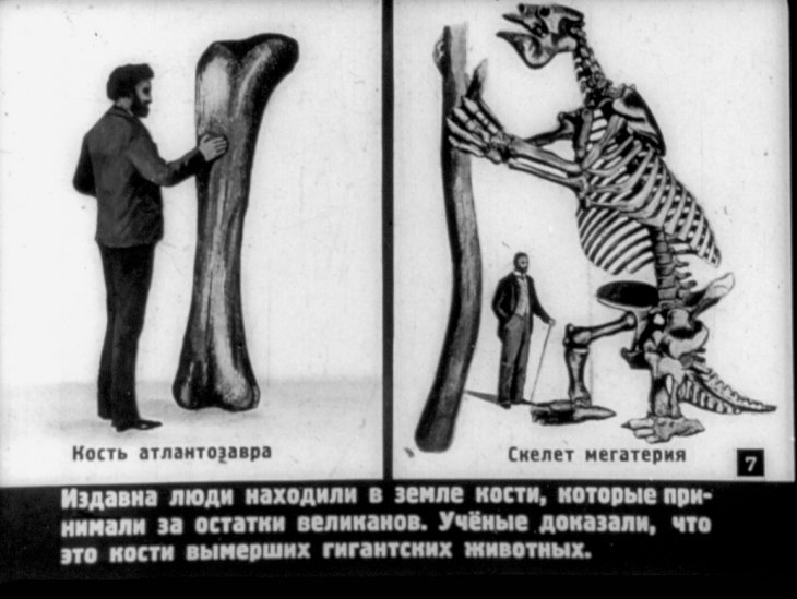 Кадр 7 диафильма «Происхождение человека»