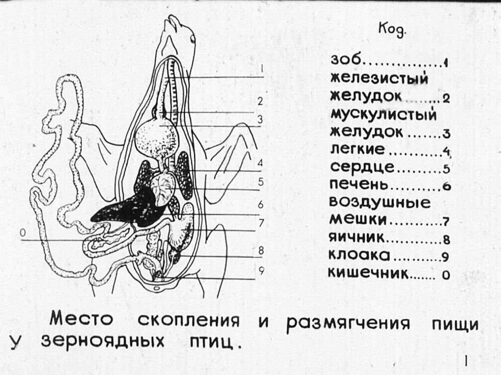 Кадр 2 диафильма «Внутренее строение птиц»