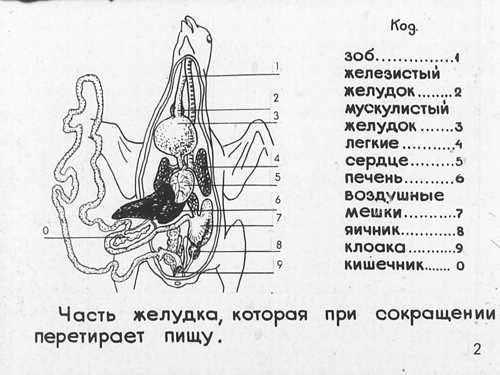 Кадр 3 диафильма «Внутренее строение птиц»