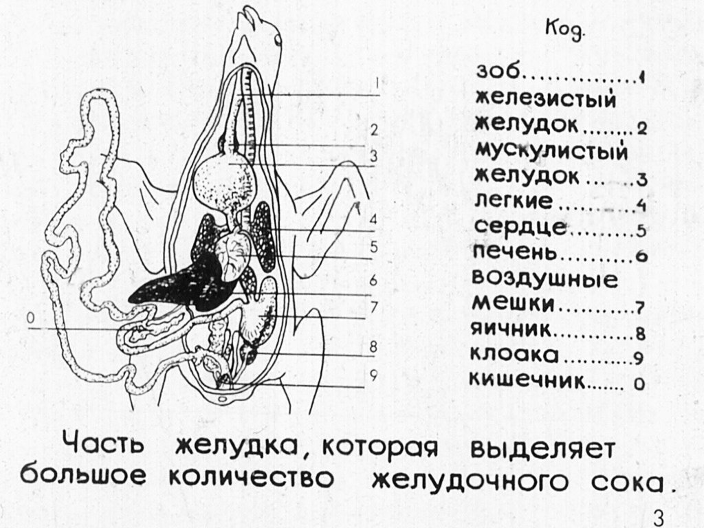 Кадр 4 диафильма «Внутренее строение птиц»