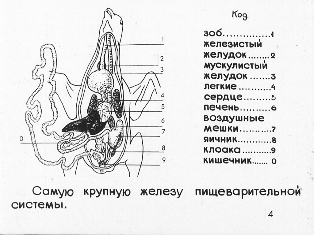 Кадр 5 диафильма «Внутренее строение птиц»