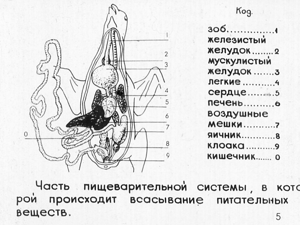 Кадр 6 диафильма «Внутренее строение птиц»