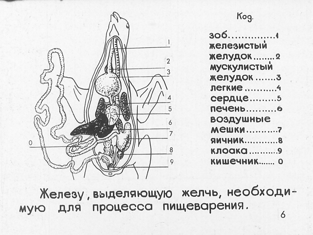 Кадр 7 диафильма «Внутренее строение птиц»