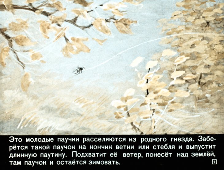 Кадр 7 диафильма «Кто как к зиме готовится»
