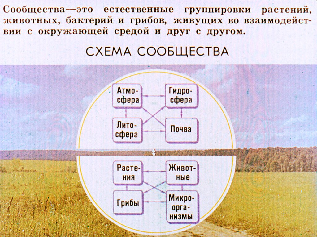 Кадр 3 диафильма «Природные сообщества растений и животных»