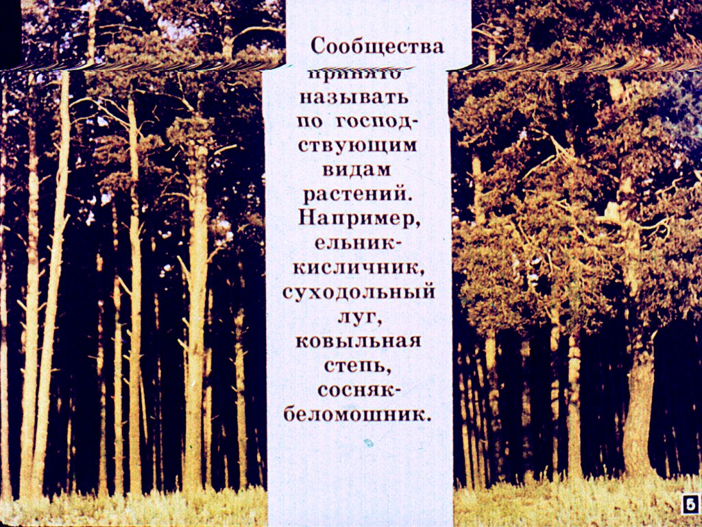 Кадр 5 диафильма «Природные сообщества растений и животных»