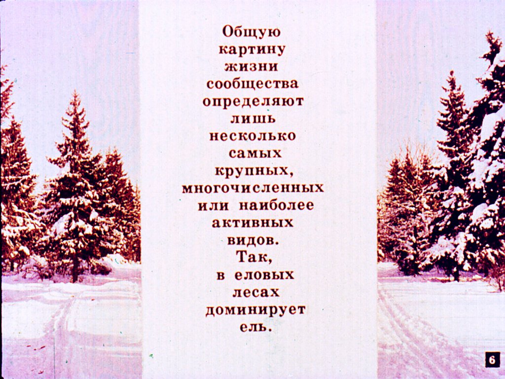 Кадр 6 диафильма «Природные сообщества растений и животных»