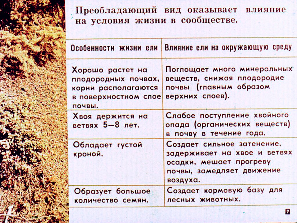 Кадр 7 диафильма «Природные сообщества растений и животных»