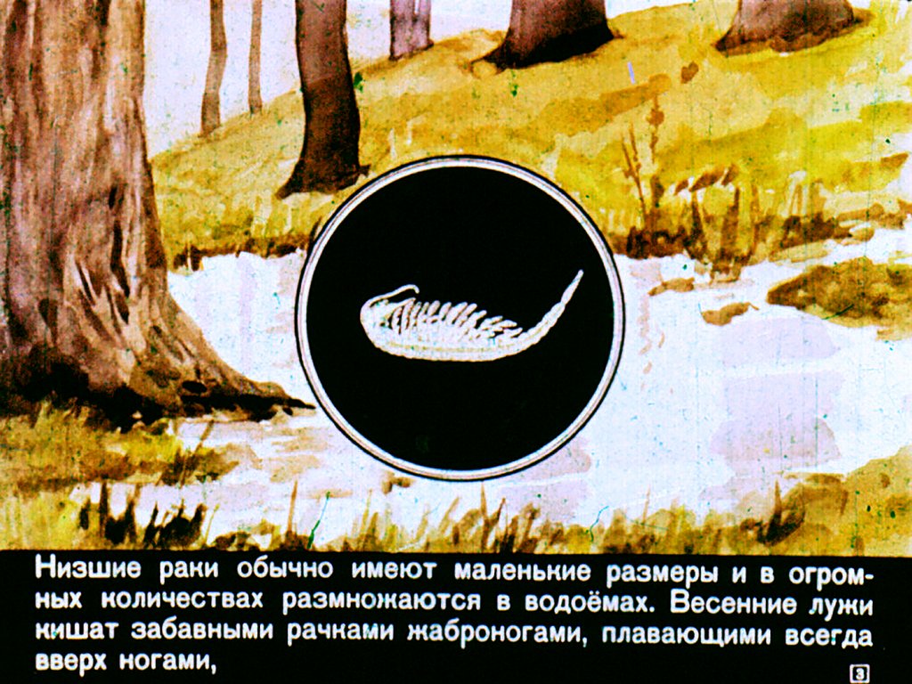 Кадр 3 диафильма «Класс ракообразных»