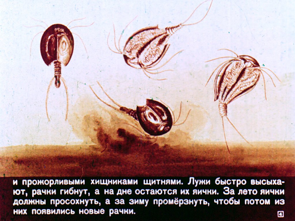 Кадр 4 диафильма «Класс ракообразных»