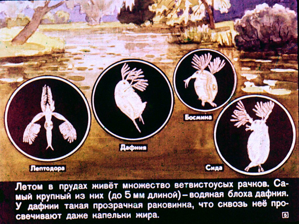Кадр 5 диафильма «Класс ракообразных»