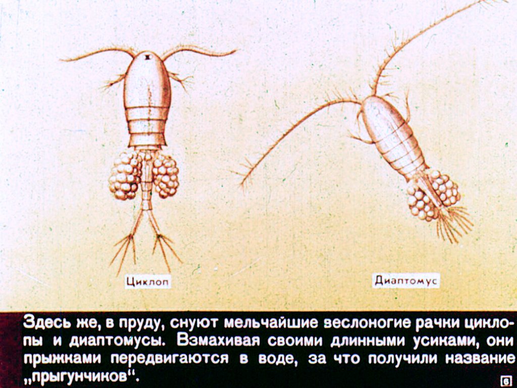 Кадр 6 диафильма «Класс ракообразных»