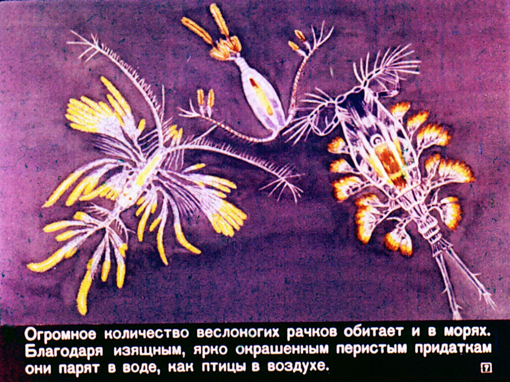 Кадр 7 диафильма «Класс ракообразных»