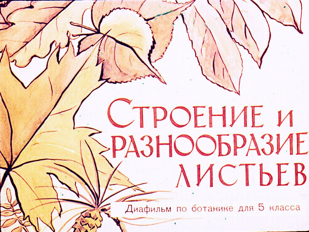 Кадр 1 диафильма «Строение и разнообразие листьев»