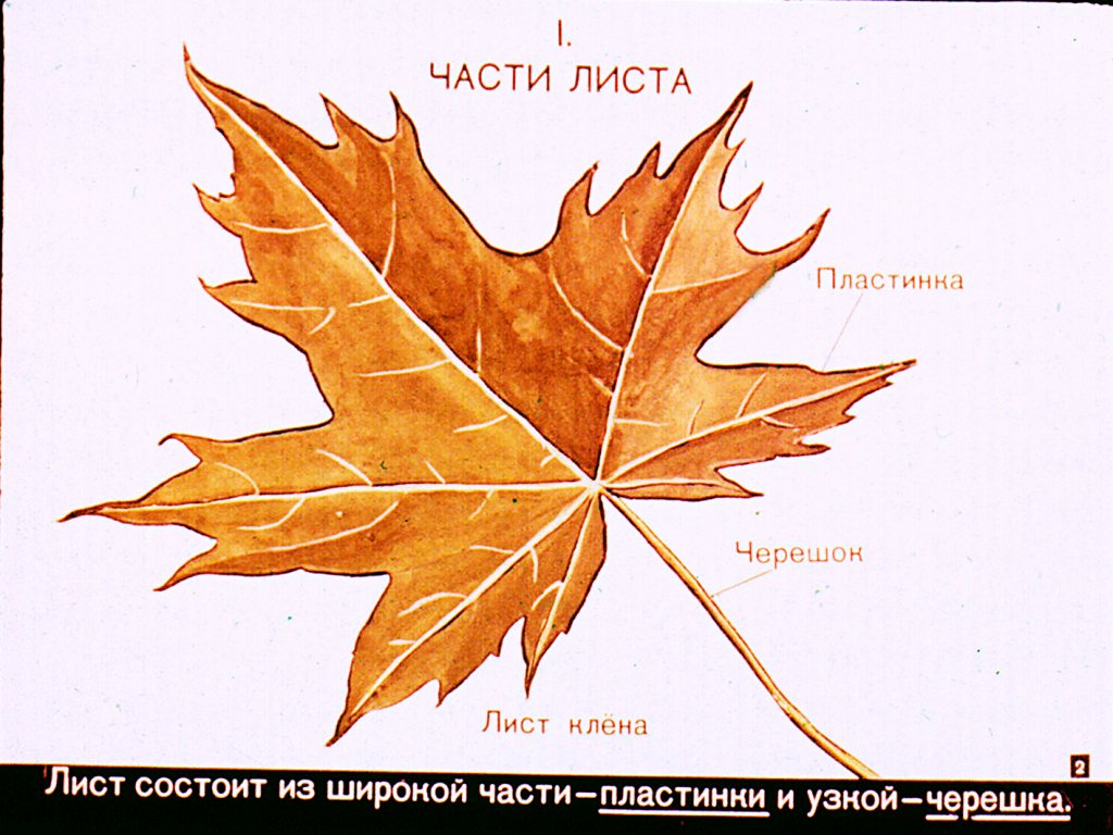 Кадр 2 диафильма «Строение и разнообразие листьев»